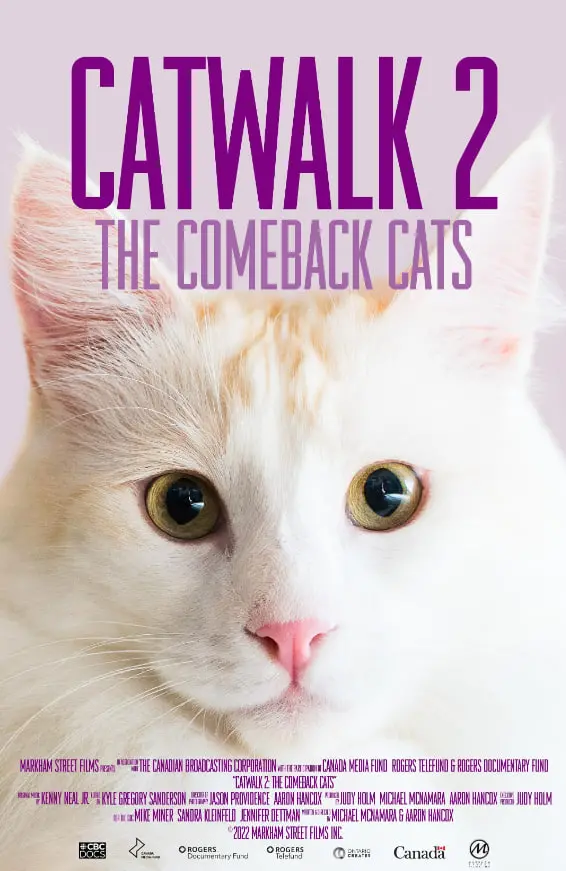 《猫步2：回归的猫》：这画面太绝了！迷失在那不勒斯的异域风情，西甲也救不了这剧情！